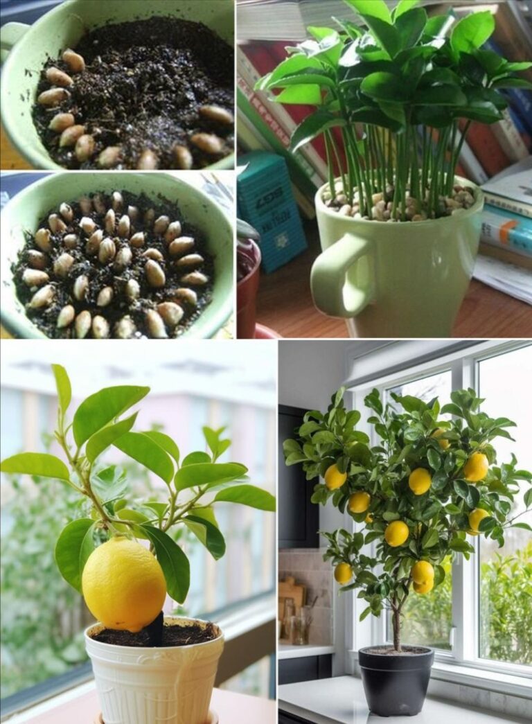 Plantar un Limón en una Taza: Cultiva Frescura Natural en Casa